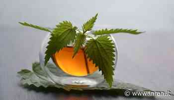 La tisana diuretica e decongestionante in grado di aiutare i reni e non solo - INRAN