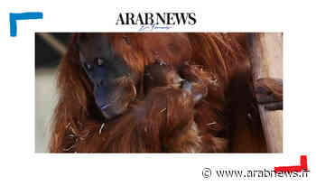 Naissance d'un bébé orang outan au zoo d'Amneville - Arabnews fr