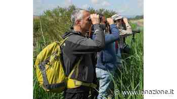 Le specie aliene che invadono il padule di Fucecchio Ecco l’incontro online con gli esperti del settore - LA NAZIONE