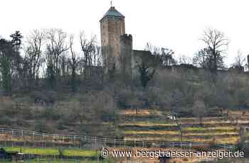 Entbuschungsaktion am Heppenheimer Schlossberg - Heppenheim - Nachrichten und Informationen - Bergsträßer Anzeiger