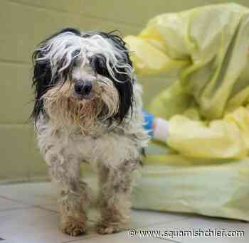 Trial for Squamish-area animal cruelty case winds up - Squamish Chief