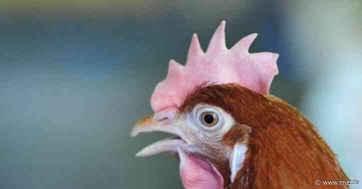 Noch keine Stallpflicht:  Die Geflügelpest hat auch Mannheim erreicht