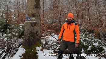 Stabiler Preis für Brennholz: Im Roggenburger Wald herrscht Hochsaison