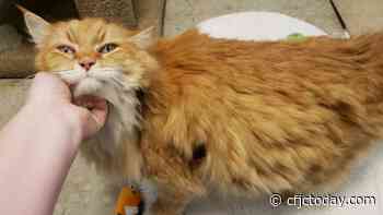 Missing for three years, Kamloops cat to be reunited with owner in Ontario - CFJC Today Kamloops