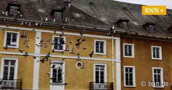 In Gernsbach ist Taubenfüttern verboten – aber viele halten sich nicht dran - bnn.de