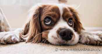 Pet food named best specialist feed at national awards - Wales Online