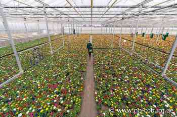 Bayern - Gärtnereien hoffen auf gutes Geschäft mit Frühblühern - Neue Presse Coburg