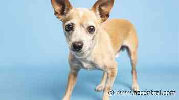 Oliver and more pets up for adoption in Phoenix-area shelters this week - The Arizona Republic