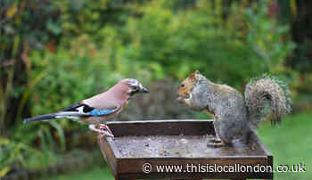 Guardian Camera Club member's lovely picture of bird and squirrel