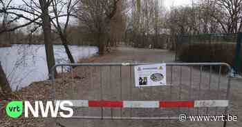 Bever knaagt nu ook aan andere kant van boom in Halve Maan in Diest, borden waarschuwen voor gevaar - VRT NWS