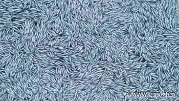 France launches inquiry after spill of over 100,000 dead fish off Atlantic coast