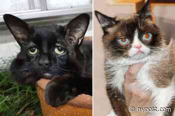 ‘New Grumpy Cat’ has permanently sad face due to rare medical condition - New York Post