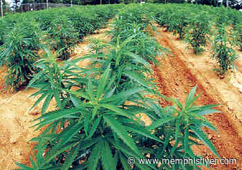 Bill Would Legalize Medical, Recreational Cannabis in Tennessee - Memphis Flyer