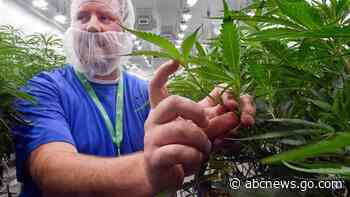 NY boosts medical marijuana access as legal pot market looms - ABC News