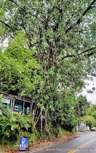 Moradores criticam falta de poda e temem acidentes na estrada Guarujá-Bertioga - Diário do Litoral