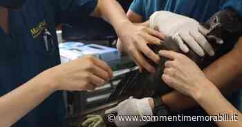 Alcuni veterinari hanno usato delle bacchette per “riparare” l’ala di un’aquila [+V... - Commenti Memorabili