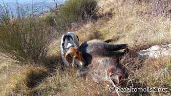 La braccata non fa aumentare i cinghiali, Franzetti dell'Ispra smonta la tesi anticaccia - L'Eco dell'Alto Molise e Alto Vastese