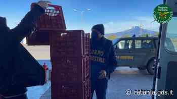 Catania, il Corpo forestale dona alla Caritas 950 chili di arance sequestrate - Giornale di Sicilia