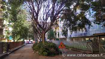 Catania, avviati interventi di potatura nel quartiere di San Giovanni Galermo - Catania News