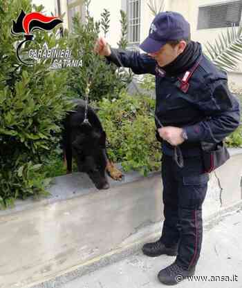 Droga: 1,3 kg marijuana in casa a Catania, arrestato da Cc - Ansa