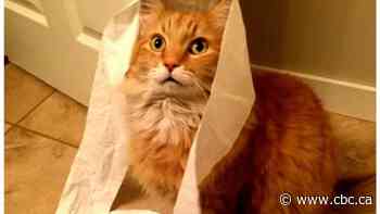 Ontario woman's cat bolted from her B.C. apartment 4 years ago. Now, they're reuniting