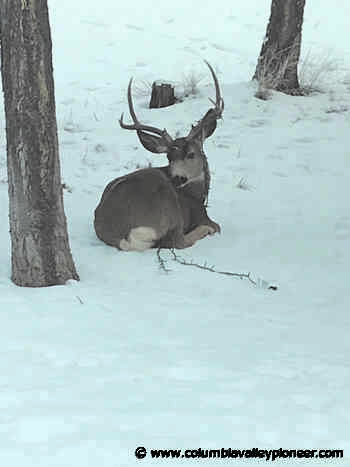 Rudolph again: another Invermere deer tangled in Christmas lights - Columbia Valley Pioneer