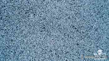 European authorities investigating why trawler dumped 100,000 dead fish in the Atlantic