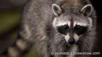 Raccoon found in Chesapeake yard tests positive for rabies