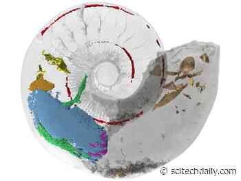 Remarkable Jurassic Fossil Reveals 165-Million-Year-Old Ammonite Muscles in 3D