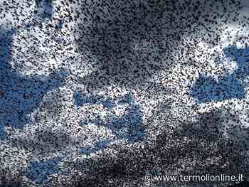 Pandemia e volo degli storni, connessioni di fisica quantistica - Termoli Online