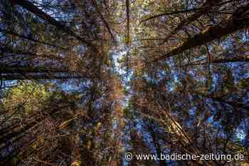 Das Jahr 2021 war nur eine Verschnaufpause für den Kenzinger Wald - Kenzingen - Badische Zeitung - Badische Zeitung
