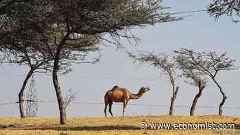 India's government and its greens disagree on what counts as forest - The Economist