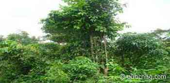 Bullet-ridden decomposing body of kidnapped man found in Delta forest - Punch Newspapers