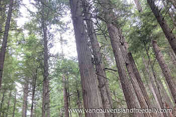 Na̲nwaḵolas Council and Western Forest Products agree to two year old growth deferral – Vancouver Island Free Daily - vancouverislandfreedaily.com