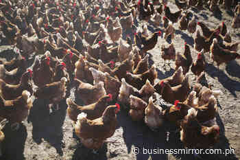 PHL slaps ban on poultry from Spain, Croatia | Tyrone Jasper C. Piad - Business Mirror