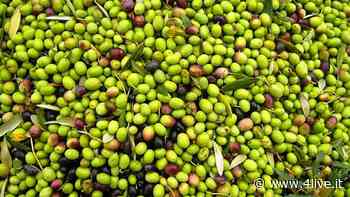 Per tre giorni Bertinoro capitale dell'olio Evo « 4live.it - 4live.it