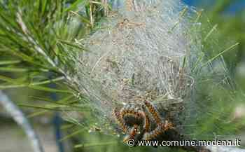 Processionaria del pino: è tempo di rimuovere i nidi - Comune di Modena