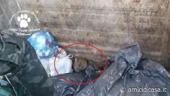 A Modena salvato un coniglio gettato in un cassonetto - Amici di Casa - Amicidicasa.it