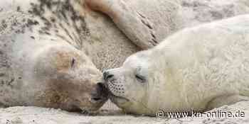 Optimale Lebensbedingungen: Kegelrobben-Geburten im Norden erreichen Rekordstand