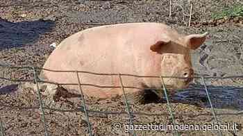 Polinago, animali maltrattati portati al macello: «Dobbiamo salvarli» - La Gazzetta di Modena