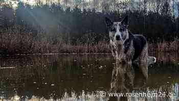 „Alles, was verletzt aufgefunden wird, ist derzeit der Wolf“:  Jäger verärgert über „Hysterie“ in der Region