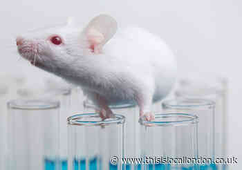 Is animal testing a necessity? - Henry Brown - StJohns