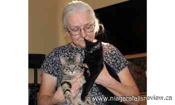 No pandemic 'paws' for Port Colborne Feline Initiative - NiagaraFallsReview.ca