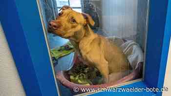 Tierquälerei in Bad Wildbad: Ist Misshandlung von Hund eine Folge der Corona-Pandemie?