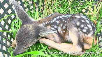 Kreisjägervereinigung Calw: Rückenwind für Kitzrettung