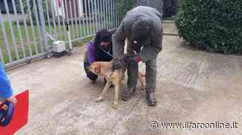 Ardea, i cani di Alba Dog in una nuova gabbia a Valle Grande. I volontari: "É una deportazione" - Il Faro online