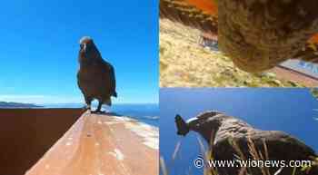 Watch: Parrot steals GoPro, films unexpected bird`s eye view of trail in New Zealand - WION