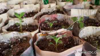 Planning to garden this spring? You can start preparing now, say Calgary experts - CBC.ca