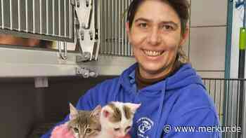 Dachau: Kein Geld, kein Personal, zu viele Katzen - Merkur Online