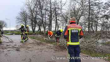 Boom valt over weg in Krimpen aan de Lek - RTV Krimpenerwaard